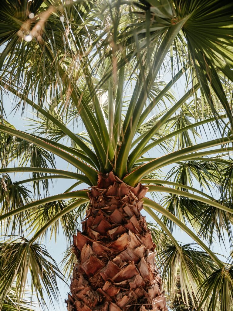 Palm trees in Malaga